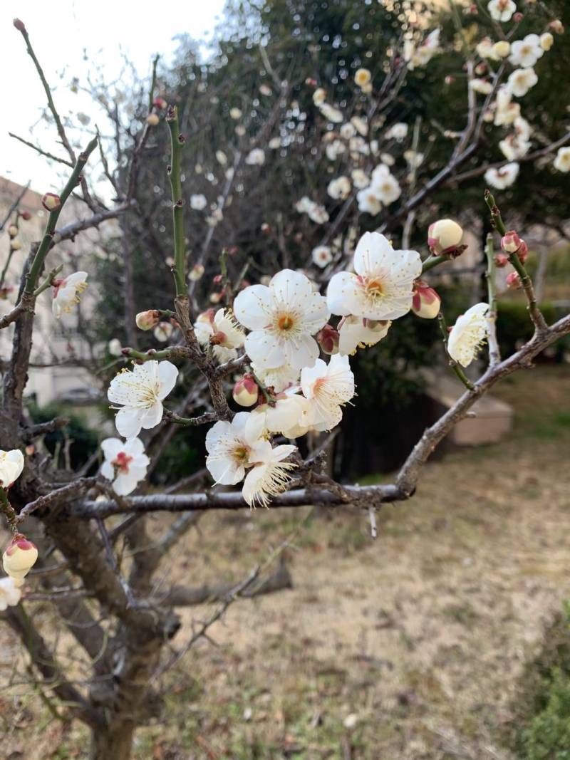 매화🌸가 이렇게 이쁜 꽃이었어?? | 인스티즈