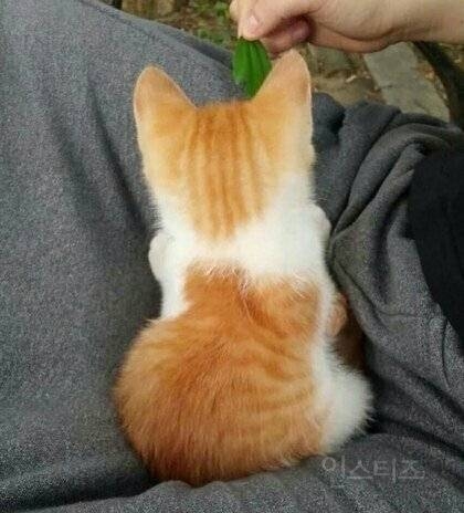 무조건 힐링되는 댕냥이짤털 | 인스티즈