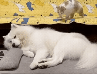 무조건 힐링되는 댕냥이짤털 | 인스티즈