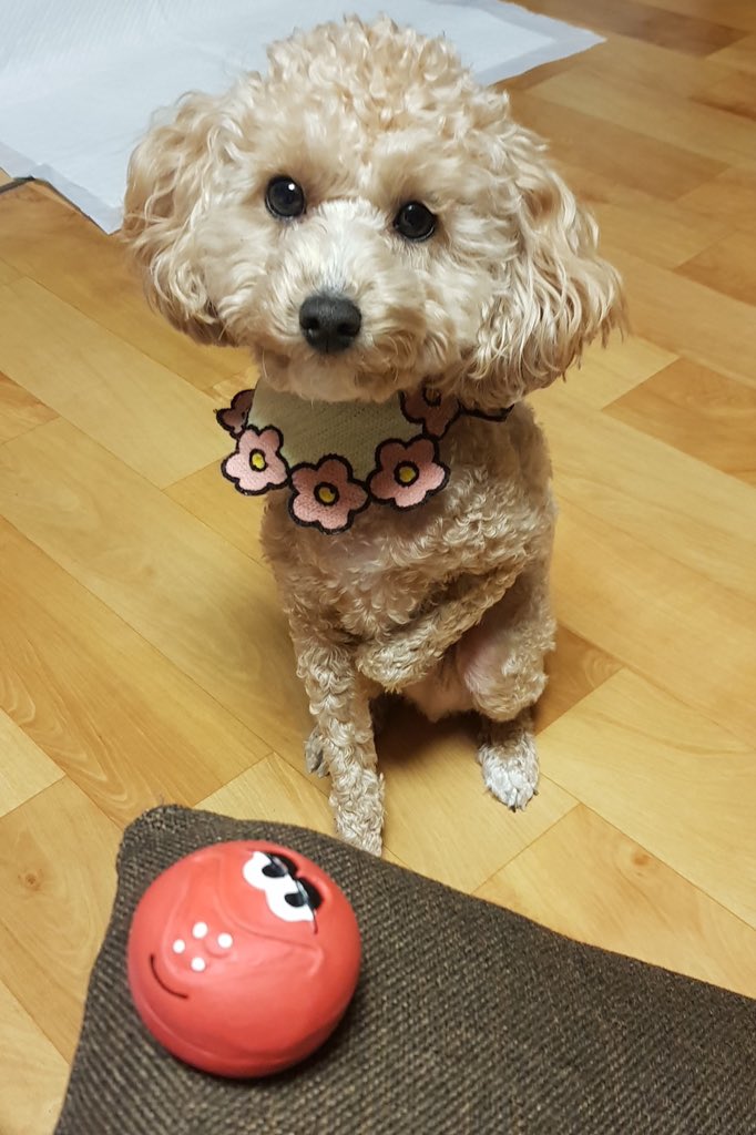 밥알위크 쉬는 날에 김호두(윤지성 강아지) 귀여워서 열일하는 밥친 | 인스티즈