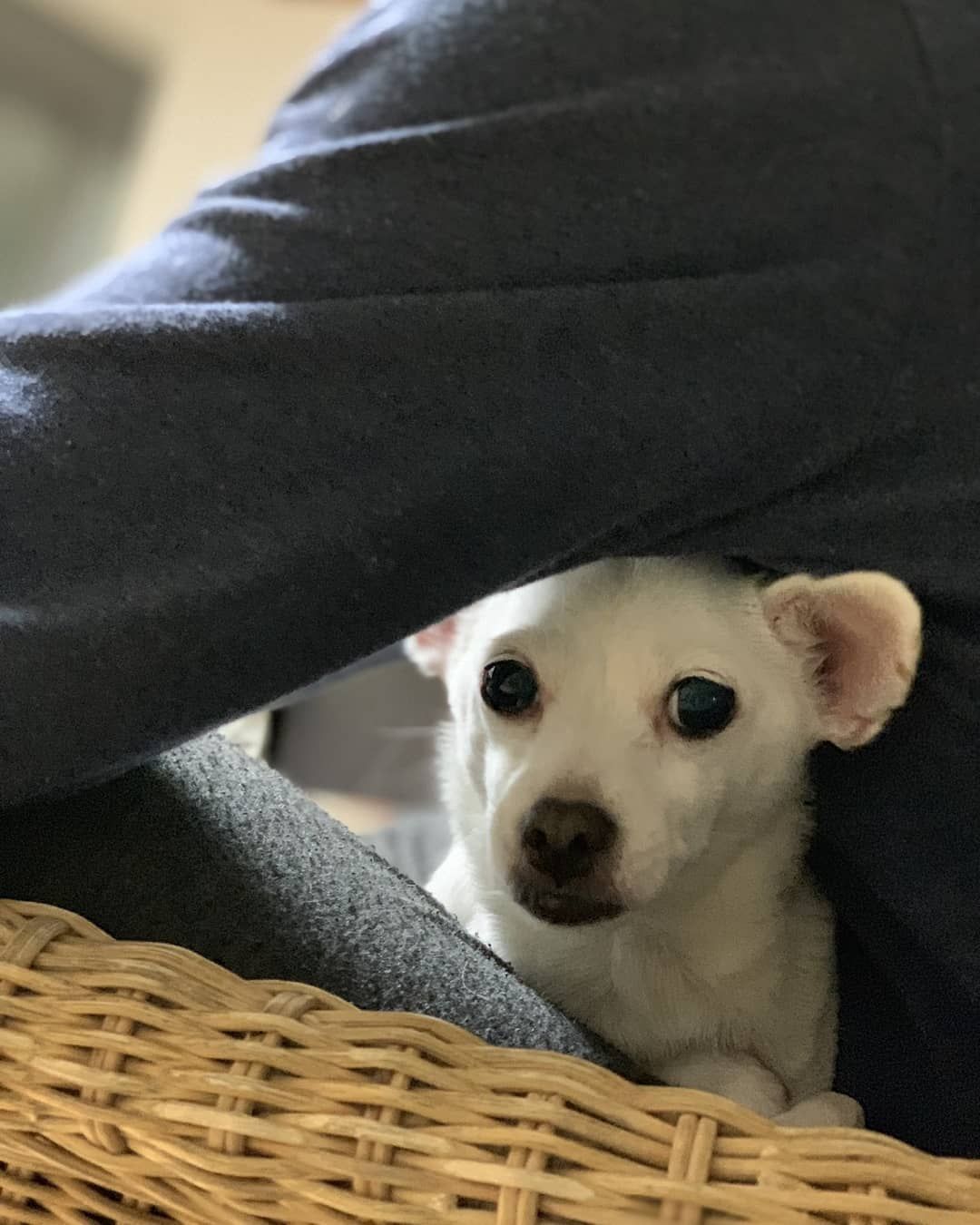 데이식스 댕댕이합방 해주라.. | 인스티즈