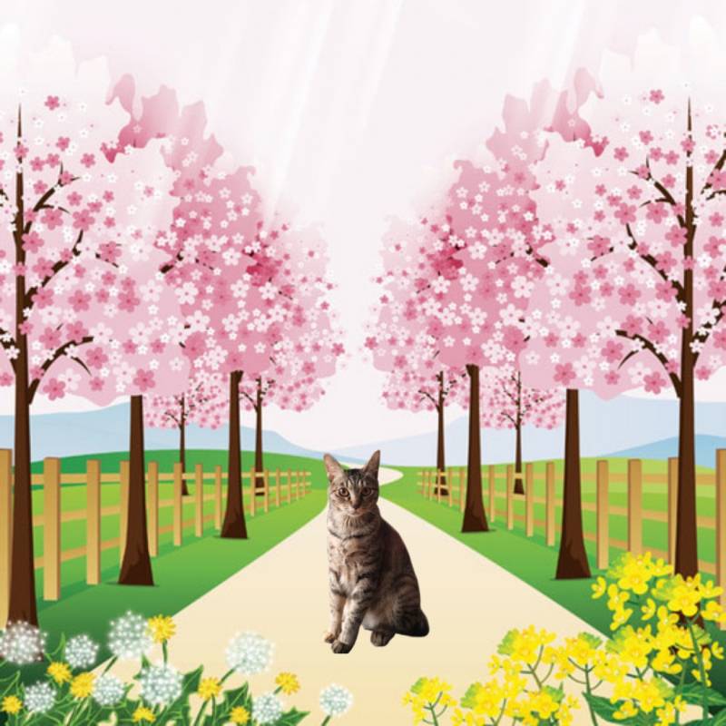 우리 애옹이 합성해봤어 | 인스티즈