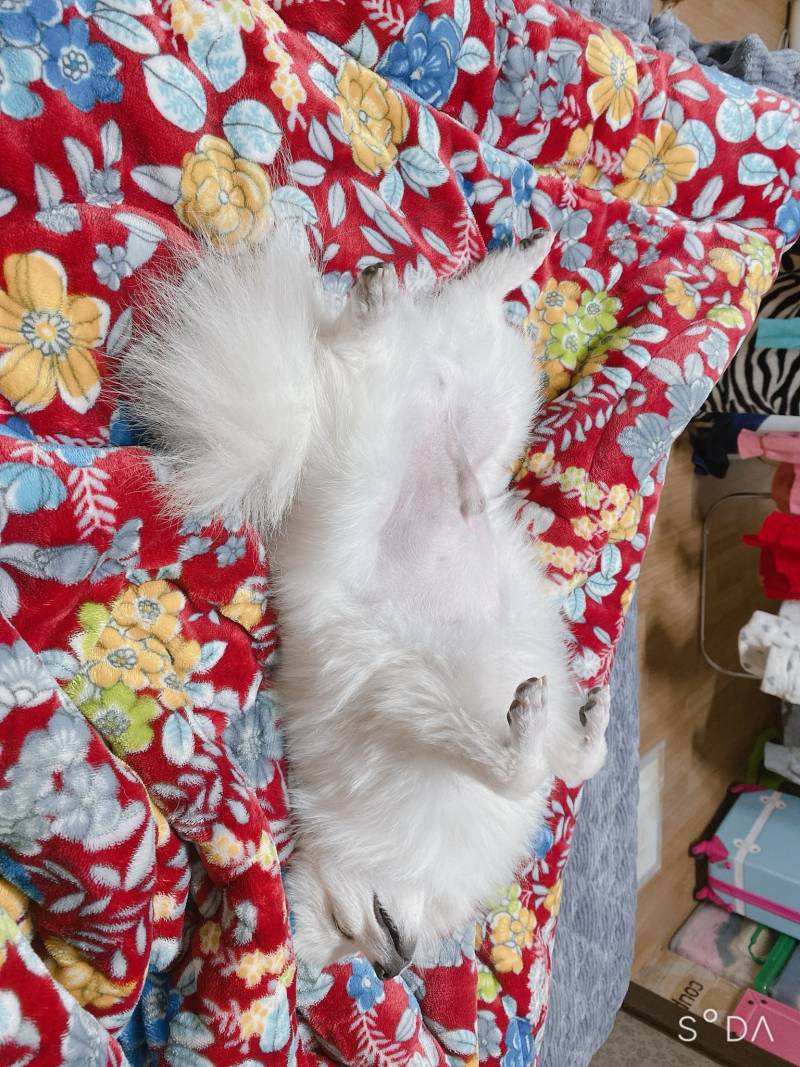 왜 이러고 자는지 아시는 익 40 | 인스티즈