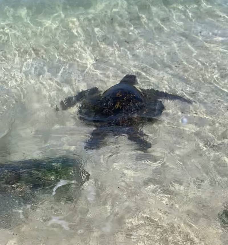 나 방금 바다거북이 봤어!!! 4040 | 인스티즈