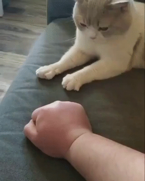 고양이가 주변환경의 학습을 통해 배운다는 증거😸 | 인스티즈