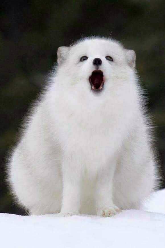 아이랜드 김선우 볼때마다 얘 생각나 .. | 인스티즈