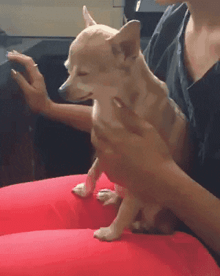 무조건 힐링되는 댕냥이짤털 | 인스티즈