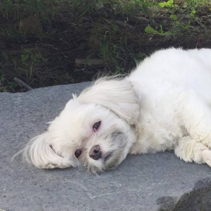 📢📢큰방익들아 이런 갱얼지 닮은 남돌 좀 추천해줘 | 인스티즈