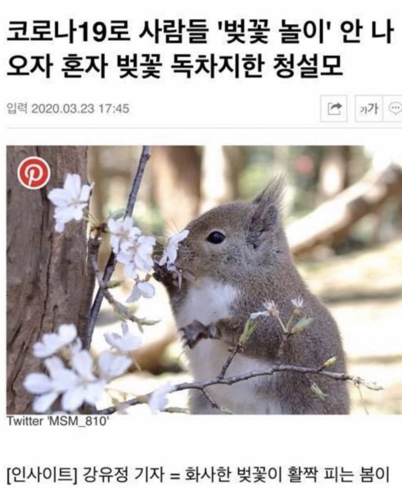 이시국에 볒꽃보러가서 마스크 안쓰고 벚꽃에 얼굴묻고 냄새맡는 사진 찍음 | 인스티즈