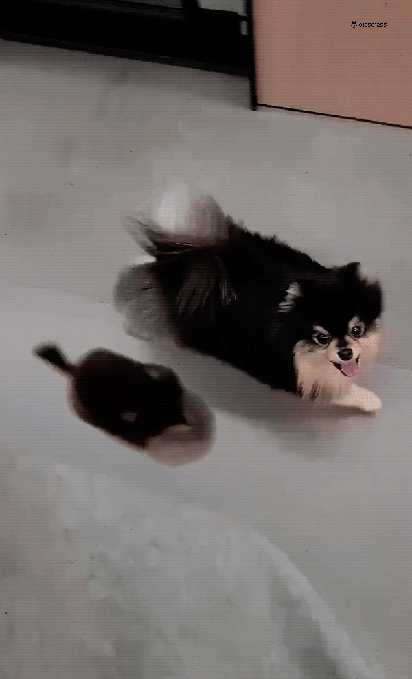 울 연탄이🐶💜 | 인스티즈