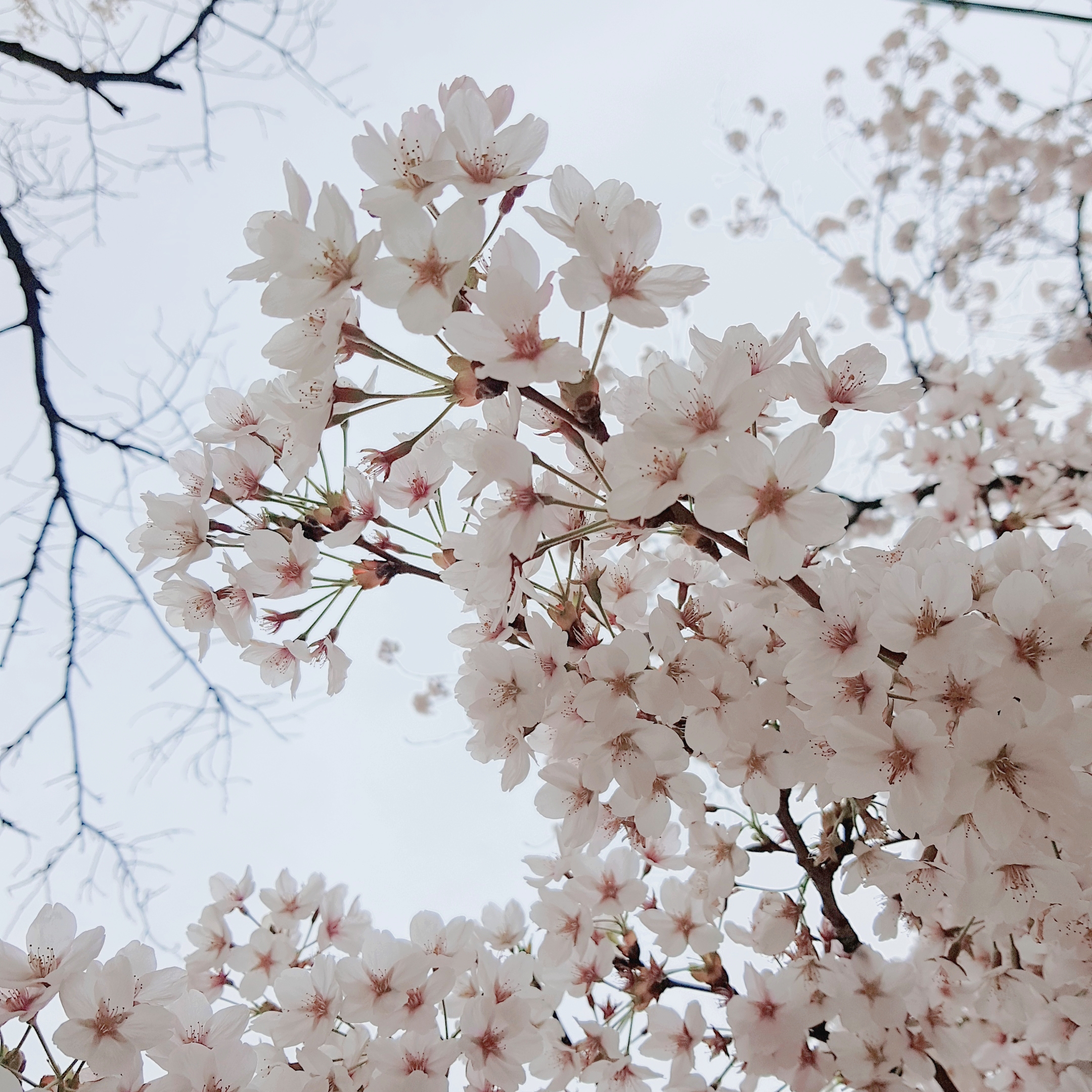 올해는...벚꽃축제가없어져서...벚꽃보러안갔으니 작년이랑 재작년에 찍은벚꽃..🌸💦💦 | 인스티즈