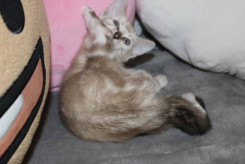 냥이 아가였을때ㅎㅎ | 인스티즈