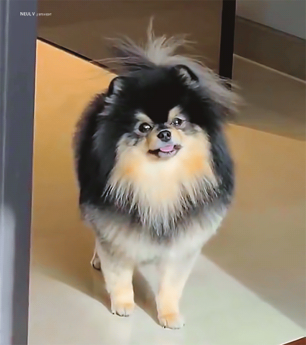 와 그런데 연탄이 진짜 많이 컸구나 | 인스티즈