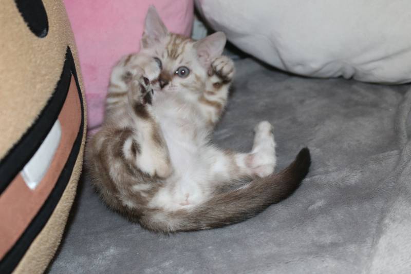 냥이 아가였을때ㅎㅎ | 인스티즈