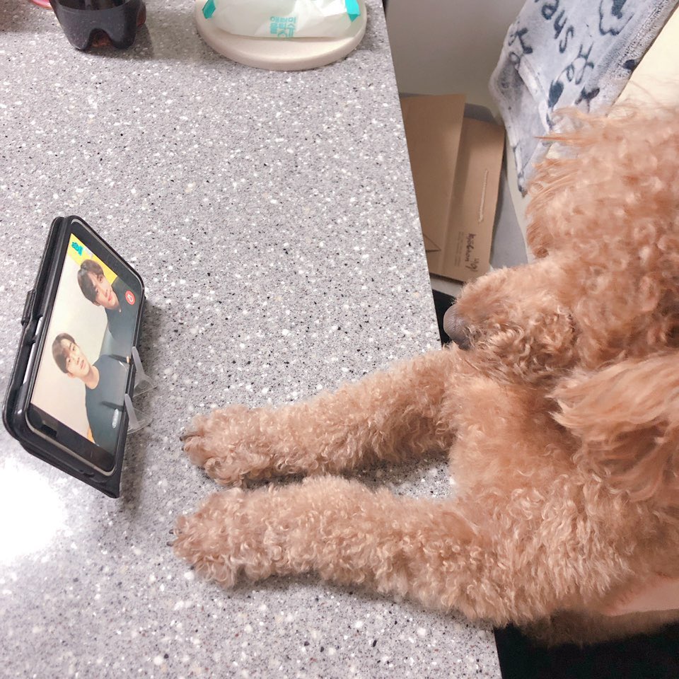 더보이즈 큐가 키우는 가나 볼 사람? | 인스티즈