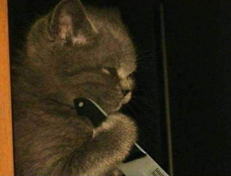 고앵이짤 가져가••• | 인스티즈