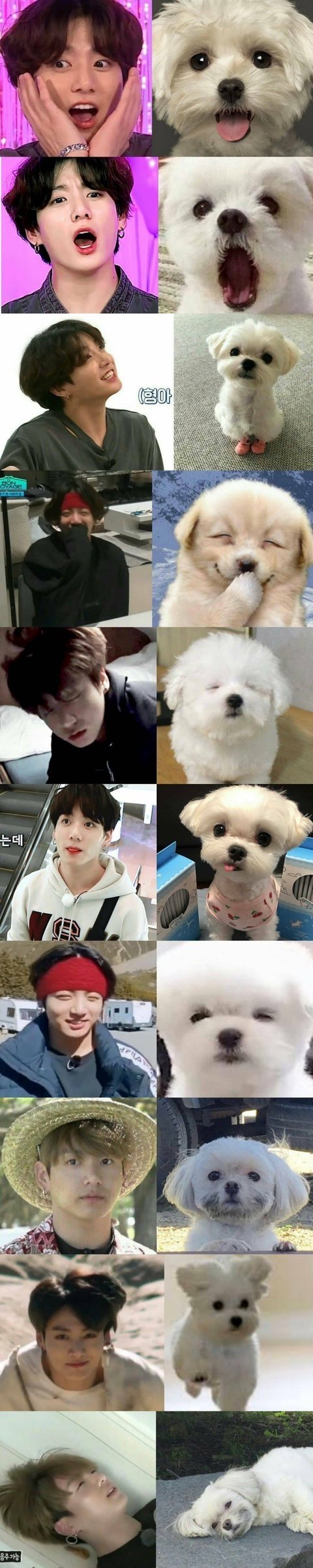 타팬들아 방탄정국 말티쥬 vs 토끼 로 나뉘는데 너희는 어떻게 생각해? | 인스티즈