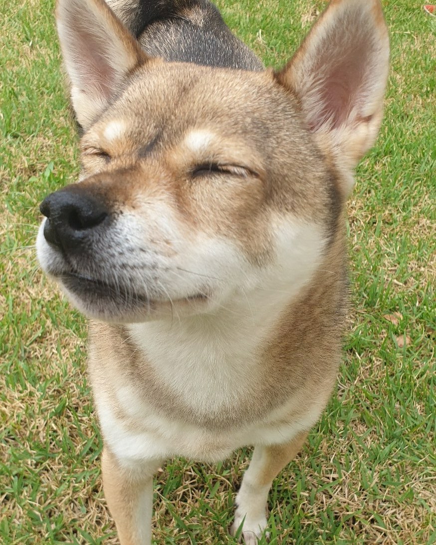 곽아론 반려견들 보구가 노순이💖 | 인스티즈