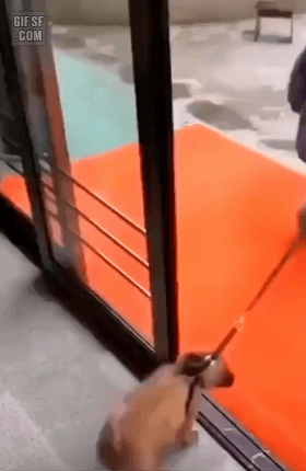 무조건 힐링되는 댕냥이짤털 | 인스티즈