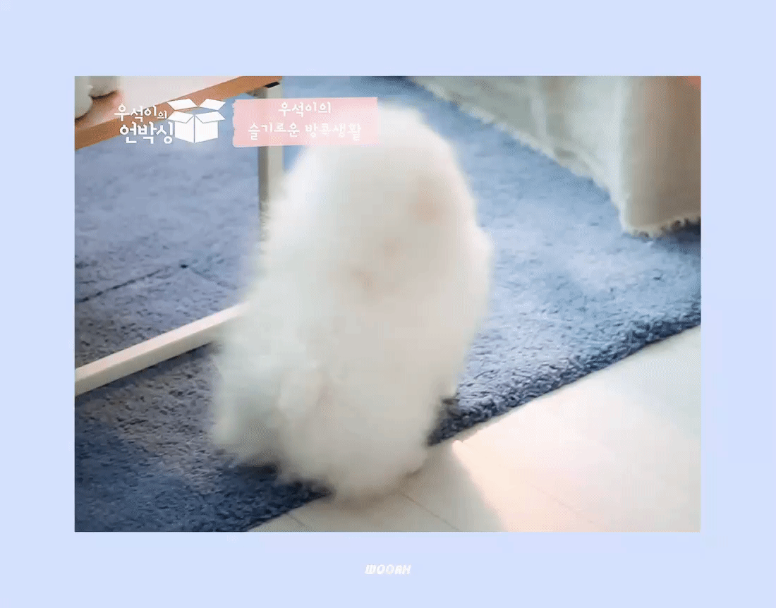 내가 정말 좋아하다 못해 아주 미쳐 환장하는 연예인 강쥐들 | 인스티즈