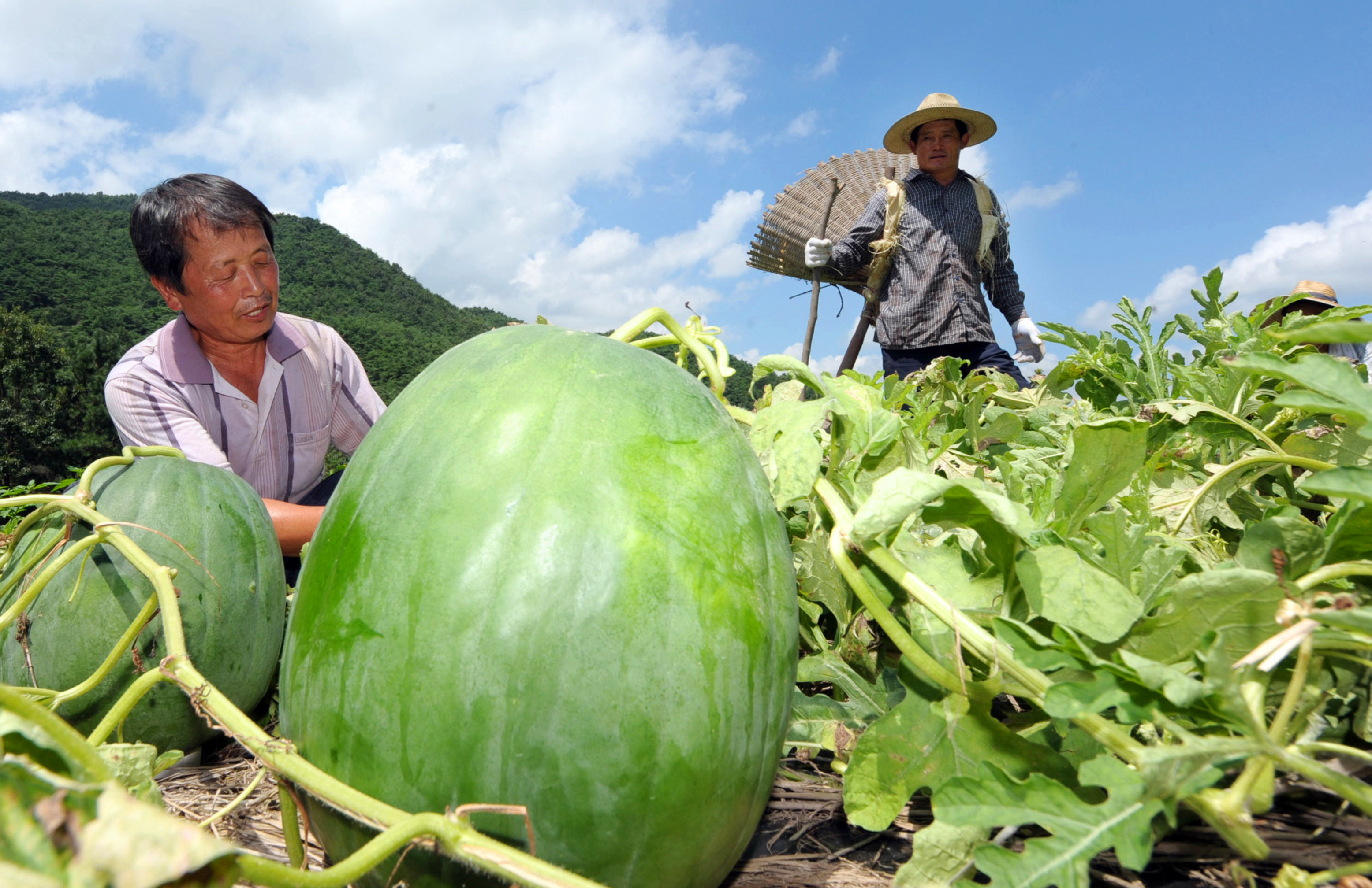 난 홉이가 무등산 수박은 ㄹㅇ 장사급이래서 호박만하나 했는데 | 인스티즈