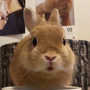 도영이 토끼 이거 보면 놀랄걸 | 인스티즈