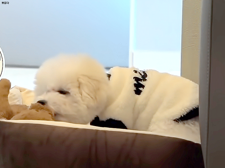 골차들아 이 강아지 봉지야 봉구야???? | 인스티즈