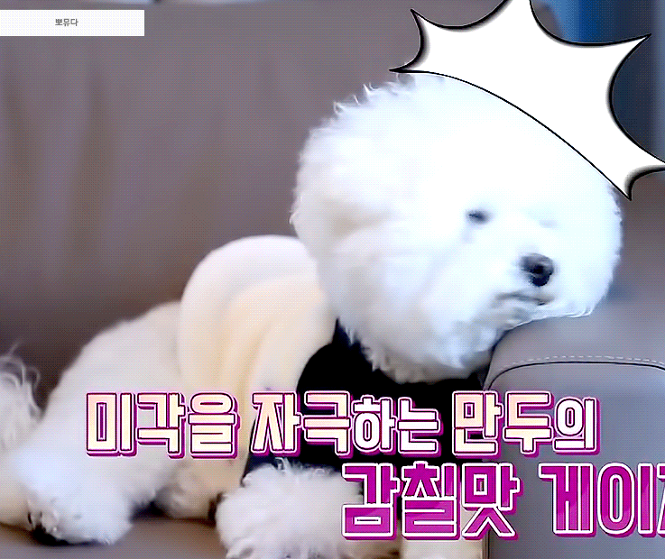 골차들아 이 강아지 봉지야 봉구야???? | 인스티즈