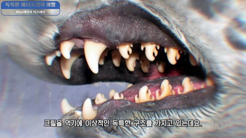 동물들의 기괴하고 신비로운 이빨 | 인스티즈