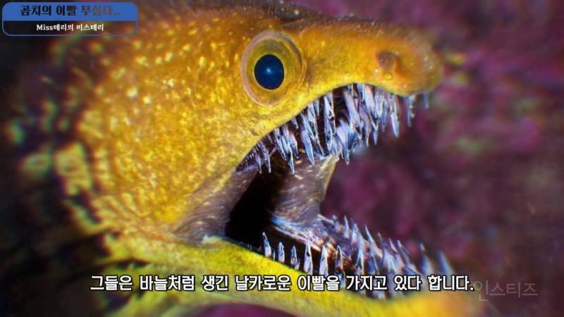 동물들의 기괴하고 신비로운 이빨 | 인스티즈