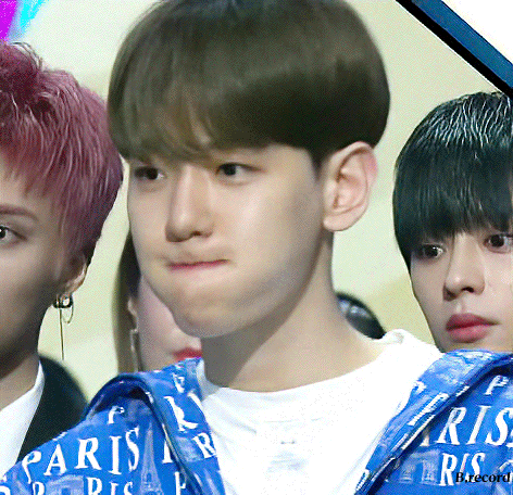 소나무인지는 모르겠고 나의 사랑 강아지둘 | 인스티즈