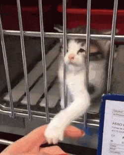 무조건 힐링되는 댕냥이짤털 | 인스티즈