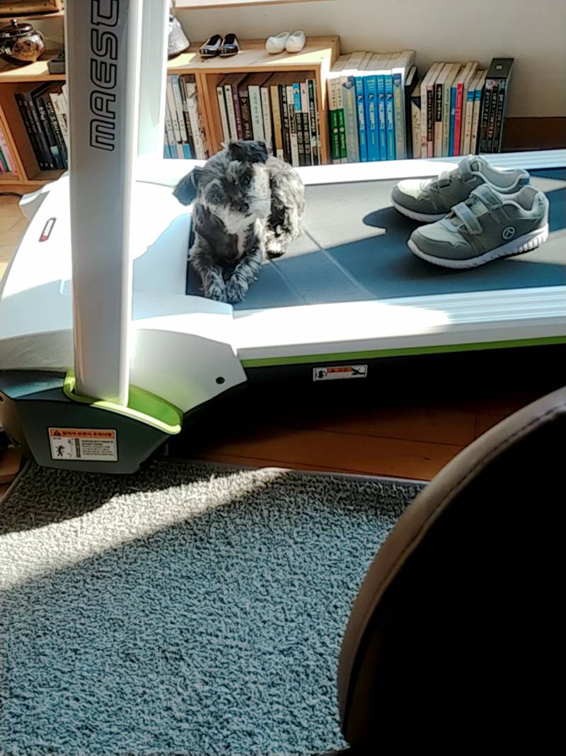 울집개 믹스견인데 뭐랑 뭐섞인것같아?? | 인스티즈