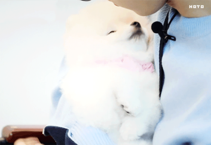 오늘 아멍대보고 김우석 강아지 입덕하신분들은 꼭 보세요 | 인스티즈