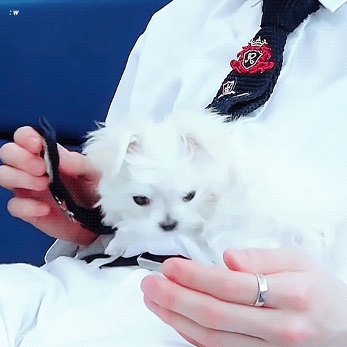 더보이즈 인기 원탑 멤버 - 인스티즈(instiz) 연예 카테고리