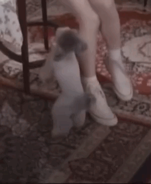 내가 정말 좋아하다 못해 아주 미쳐 환장하는 연예인 강쥐들 | 인스티즈