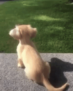 무조건 힐링되는 댕냥이짤털 | 인스티즈