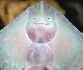 완전 기야운 아기가오리ㅠㅠㅠㅠㅠㅠㅠㅠㅠㅠㅠㅠ | 인스티즈