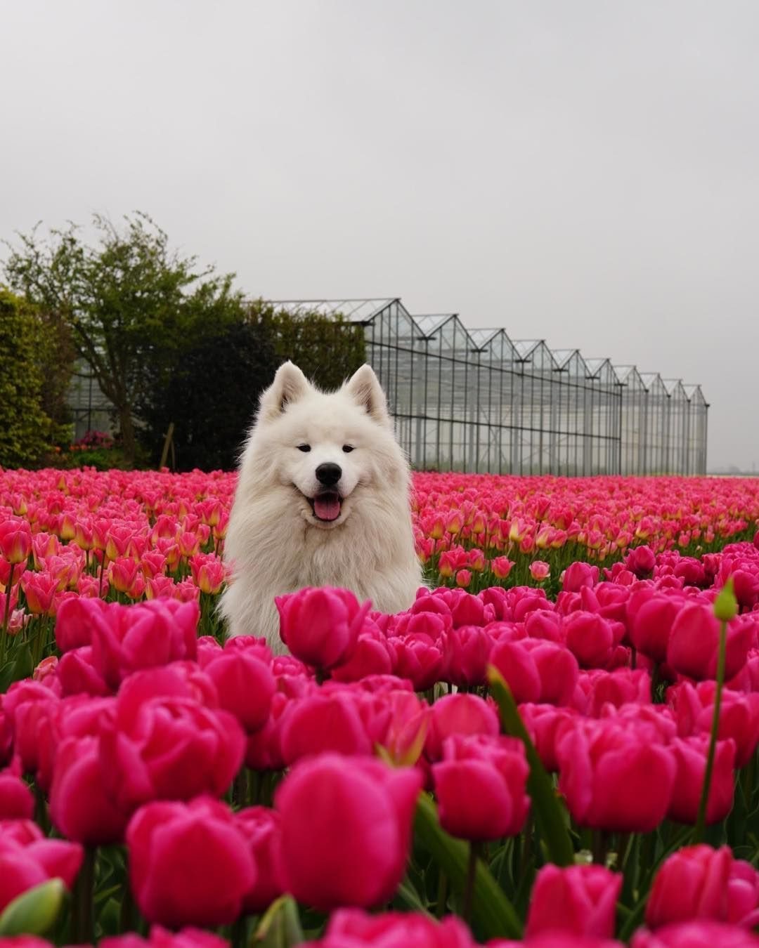 강다니엘 마젠타 컴백 27일 남은 아침💖💗💓💘💕💝💞 | 인스티즈