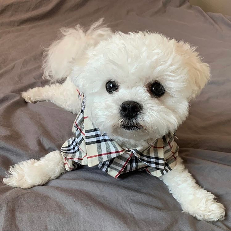 세븐틴 민규가 키우는 강아지 밥톨이 밥풀이 사진 올라왔는데 미쳤다..개귀여워!!!!!!! | 인스티즈