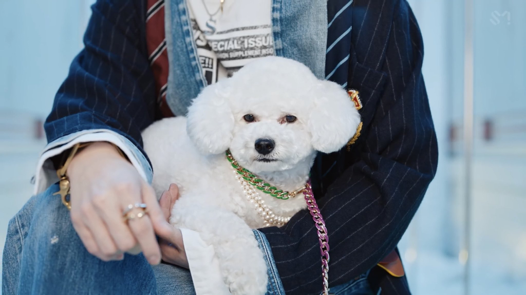 세훈 트랙 뮤비에 슈스견 오비비 슈스마 맥시무스 출연 | 인스티즈