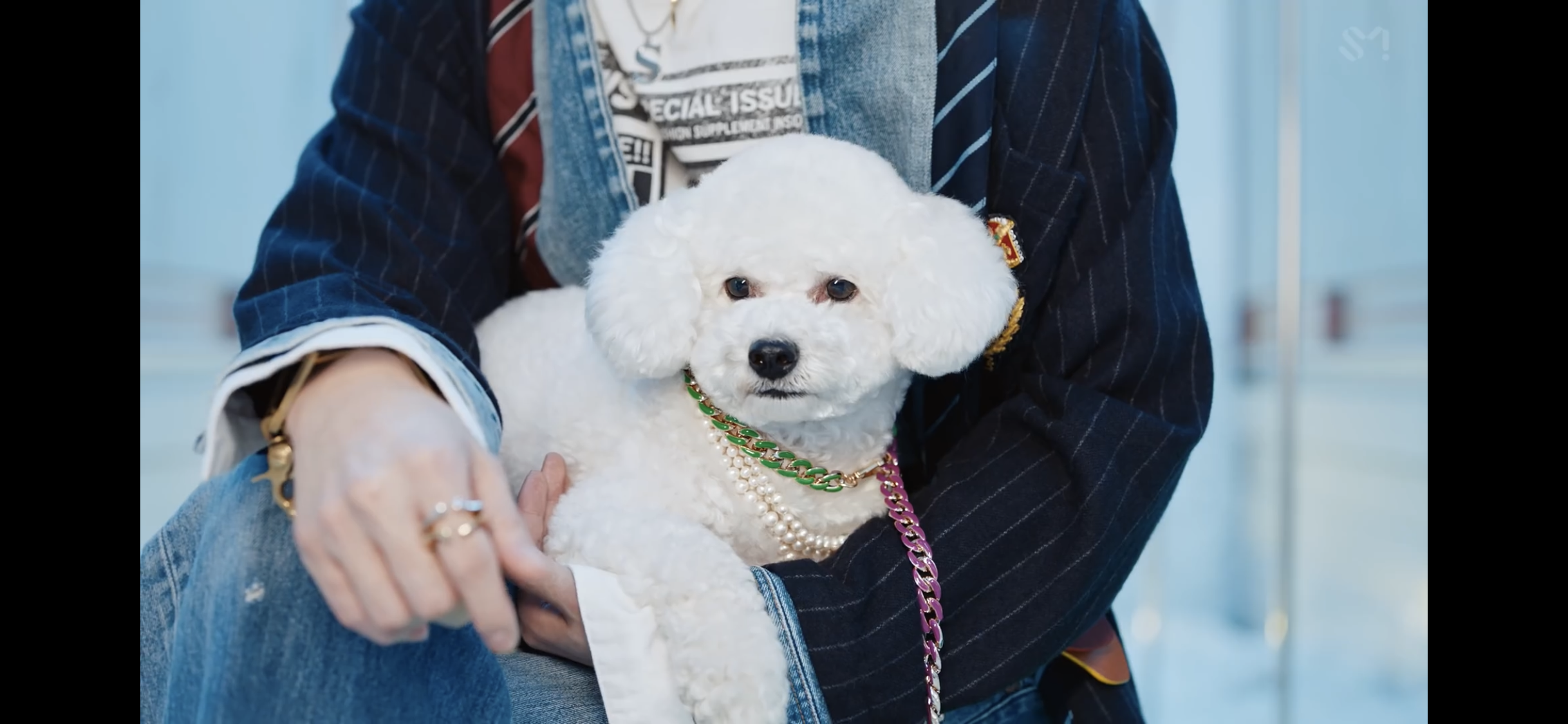 [OnAir] 세훈 강아지 비비 근황 | 인스티즈