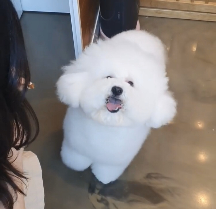 비비로 보는 다이어트의 중요성 | 인스티즈