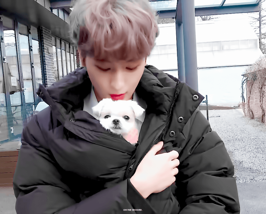 더보이즈+강아지=필승조합 | 인스티즈