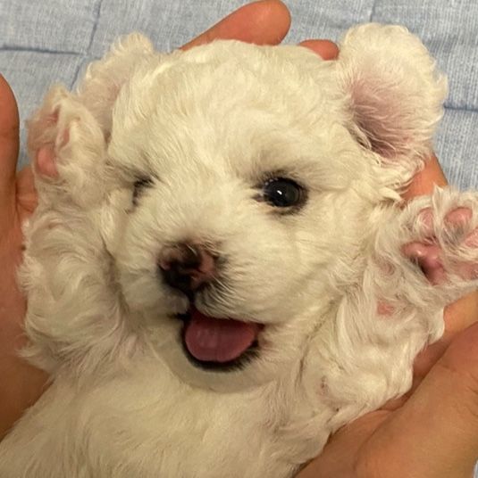 내가 진짜 귀여운 거 보여줄게(사람 아님) | 인스티즈