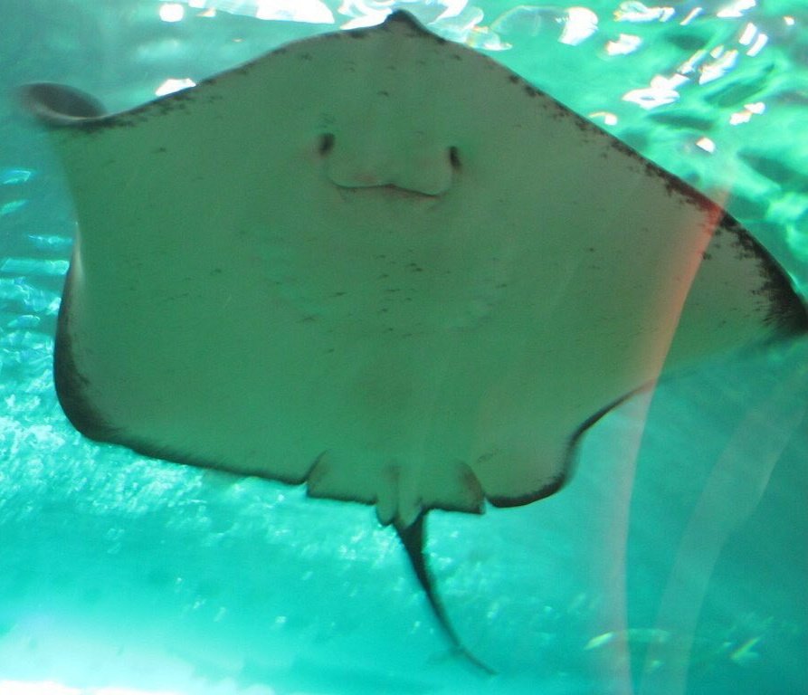 조승연 진짜 가오리 닮지 않았어..? | 인스티즈