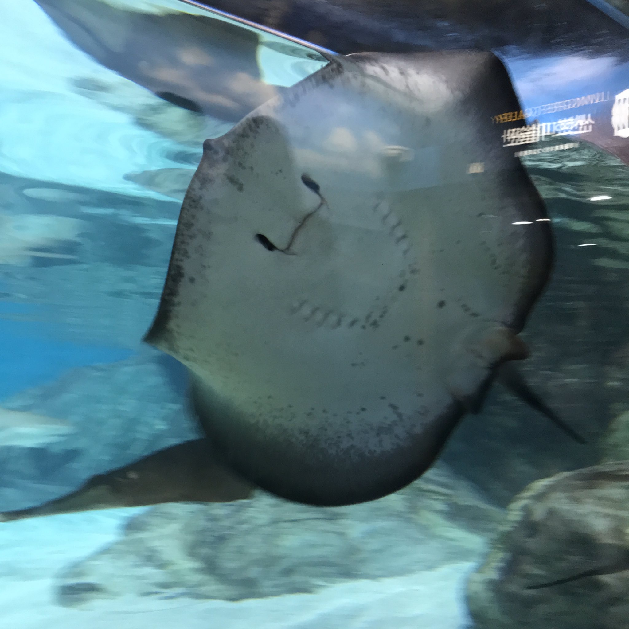 아 미친 가오리 닮은 아이돌 | 인스티즈