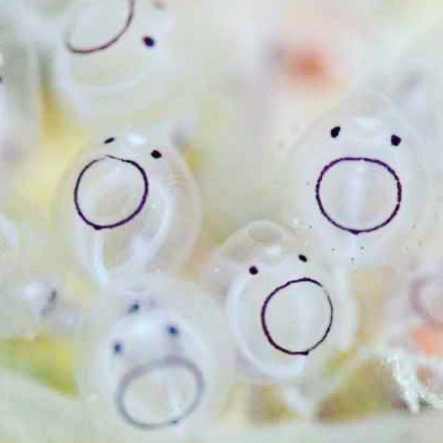 핱시 박지현 엄마아앙 하는거 아기멍게 닮았어 개귀여워 ㅋㅋㅋㅋㅋㅋㅋㅋ | 인스티즈