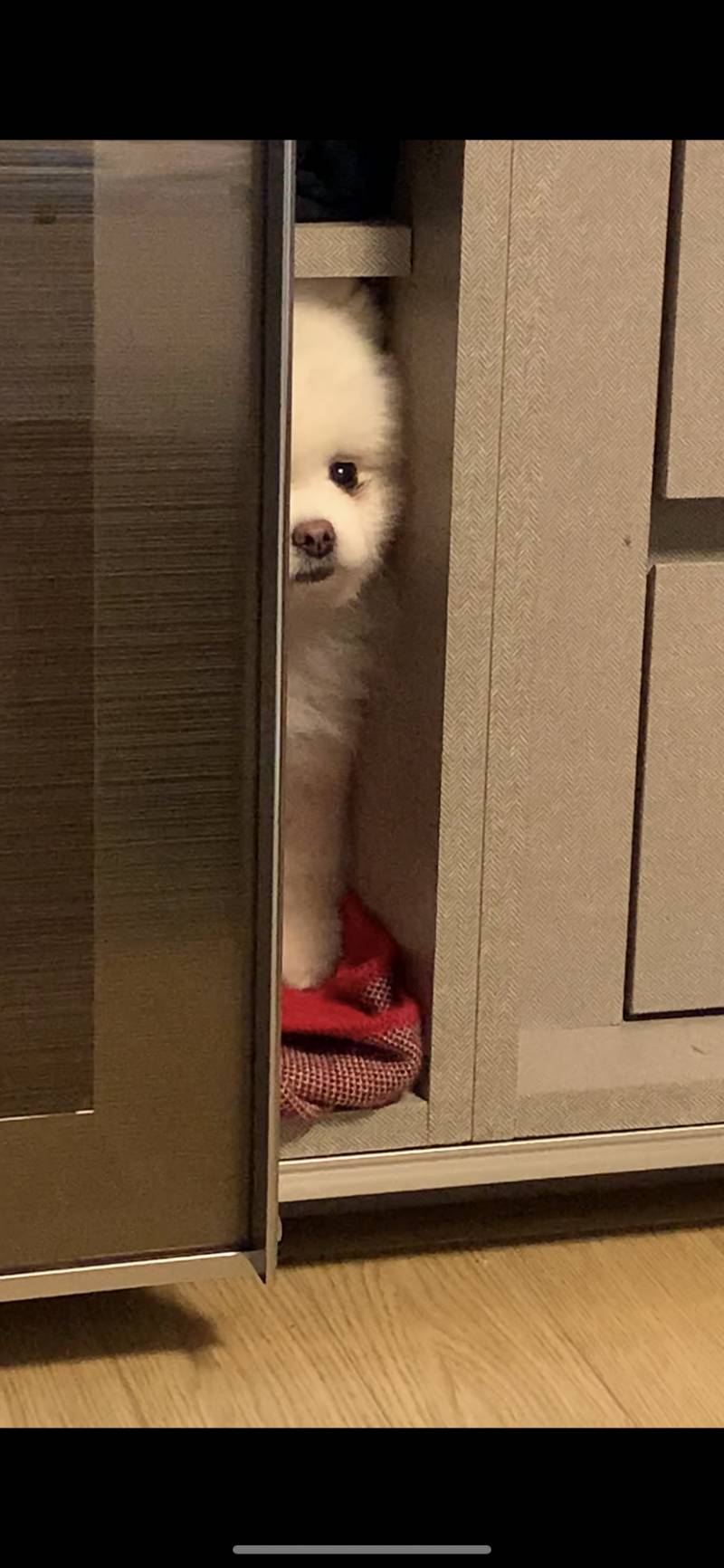 우리 강아지 자꾸 좁은곳 들어가고 양말통 들어가서 자고 그러는데 정상임? | 인스티즈
