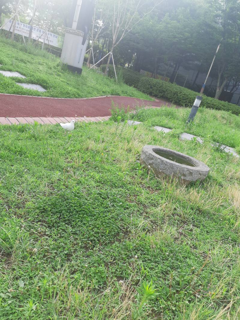 근데 비둘기도 흰색이 있어? | 인스티즈